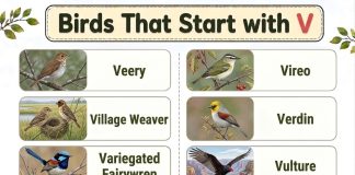 Birds That Start with V