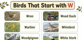 Birds That Start With W