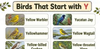 Birds That Start with Y